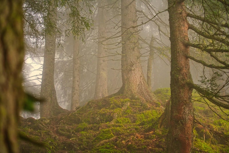 Celestial Forest Backdrop